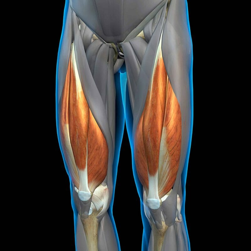 Quadriceps muscles are involved when sit to stand.