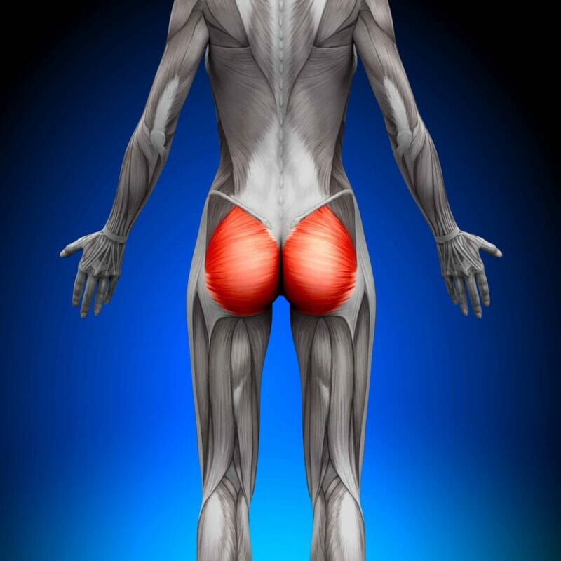 Glute muscles aka but muscles are triggered when stand up from seated position.