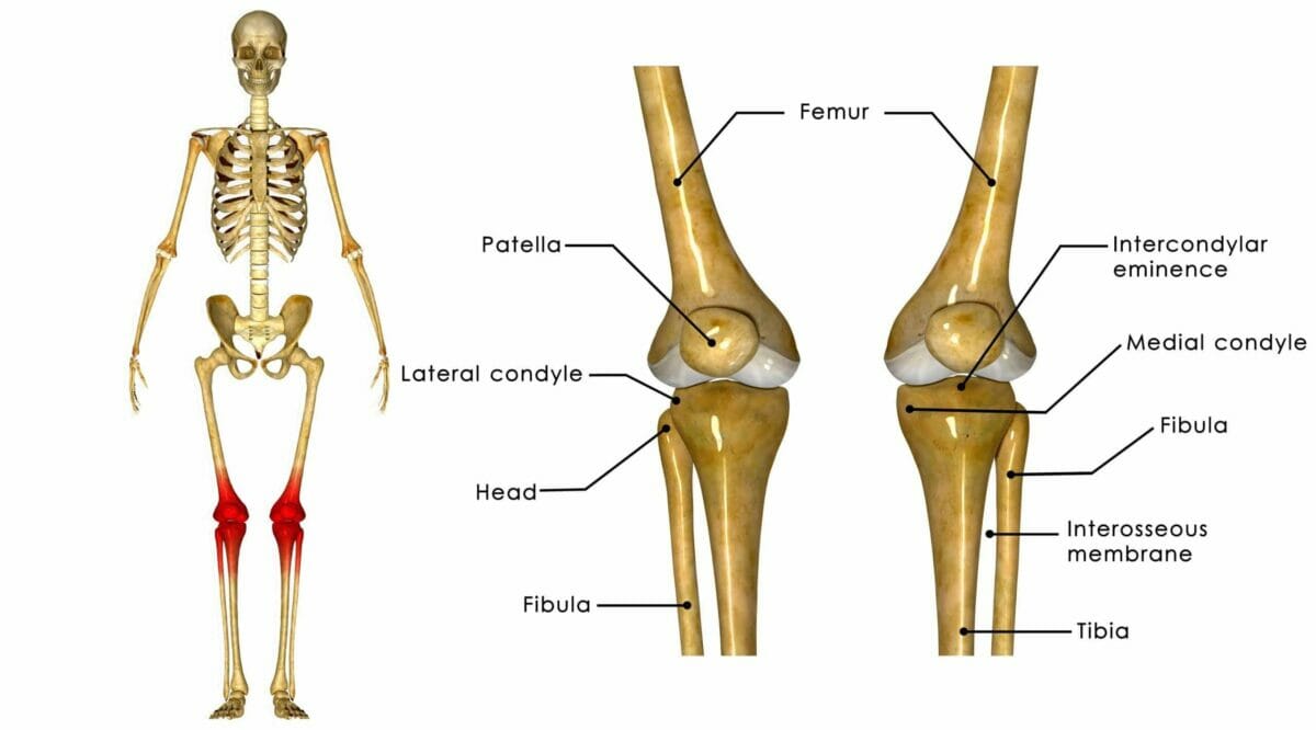 Knee anatomy to show cause of sharp knee pain