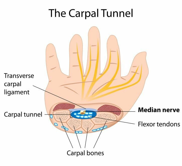 Anatomy of the Hand