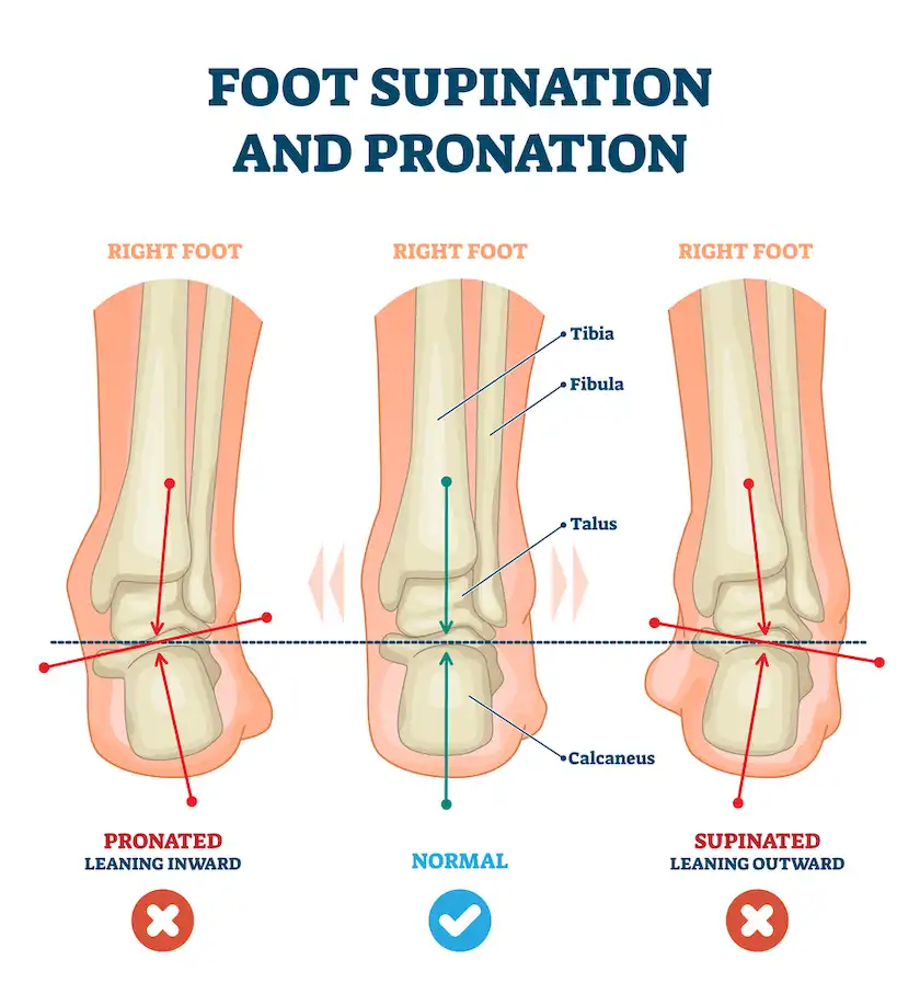 pronation and supination of foot