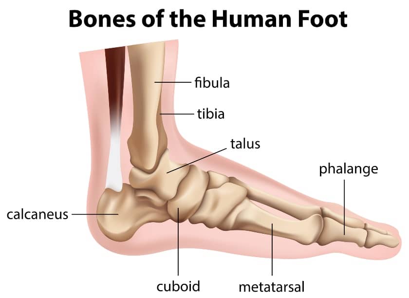 Bony Structures That Make Up the Talocrural Joint