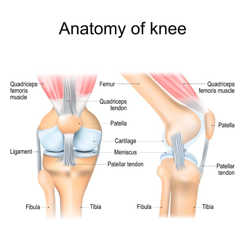Anatomy of quadriceps tendons and knee