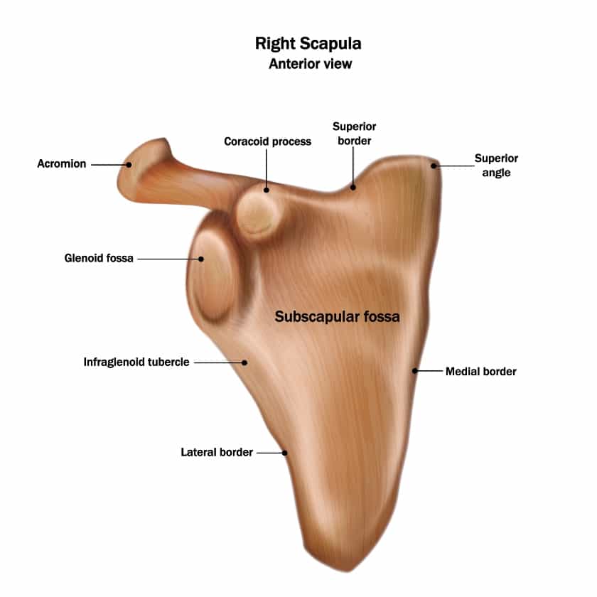 Anatomy of the Scapula