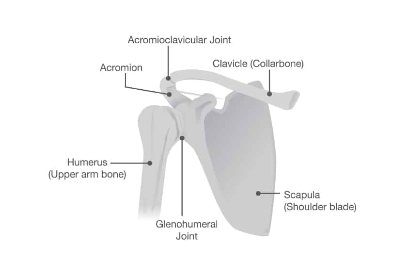 Scapula joint