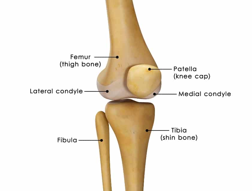 the knee bone that contain femur, patella, lateral condyle, medial condyle, fibula and tibia.