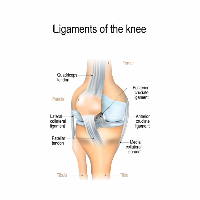 Ligaments of the knee