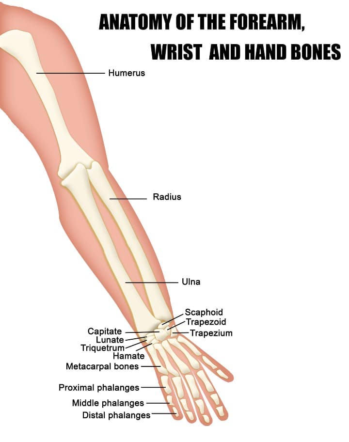 Anatomy of Ulnar wrist