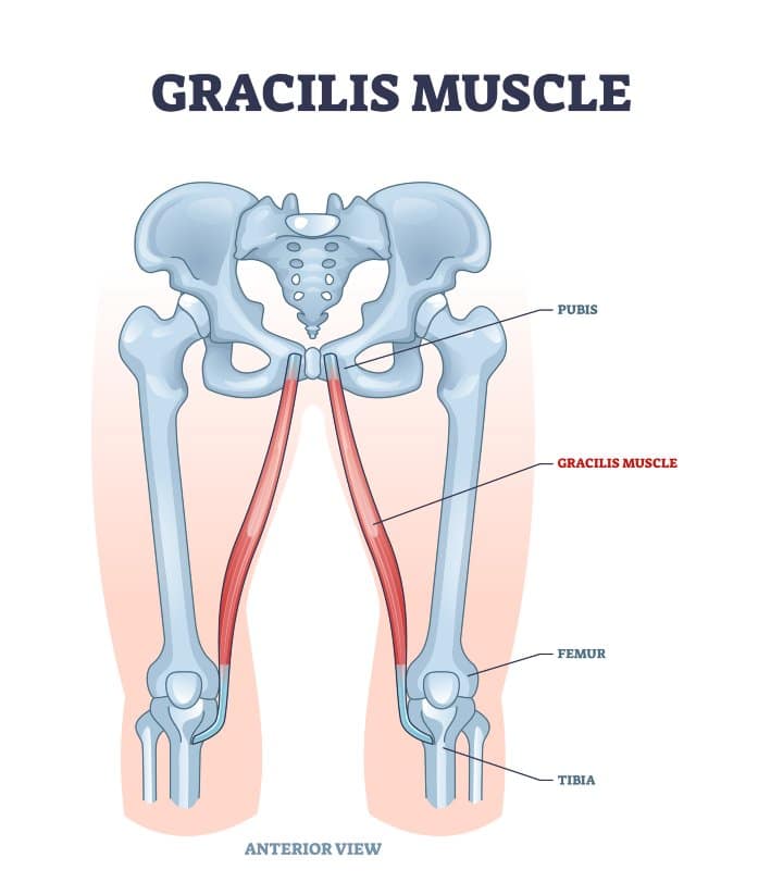 Gracilis muscles