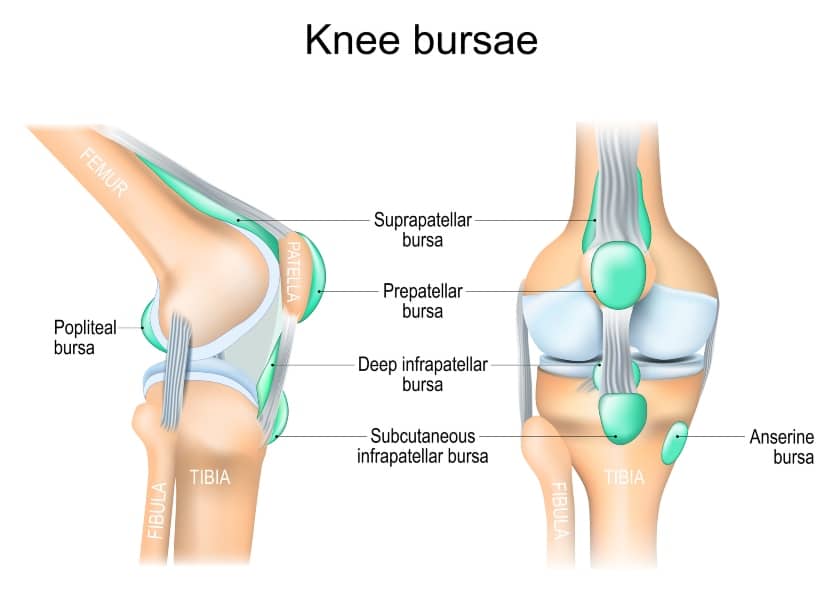 Knee Bursae