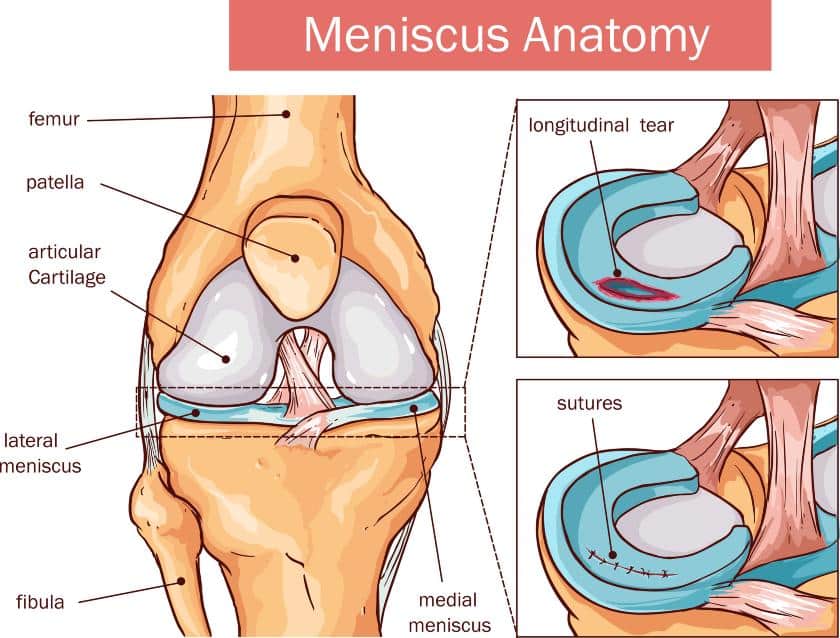 knee menisci anatomy