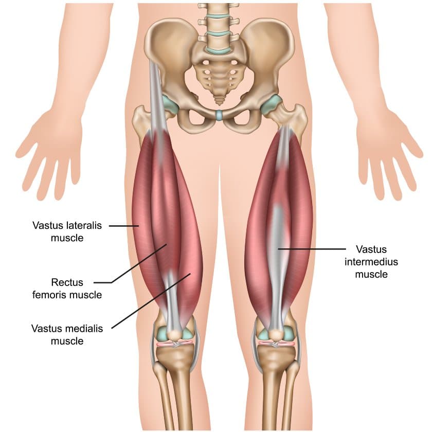 quadriceps anatomy