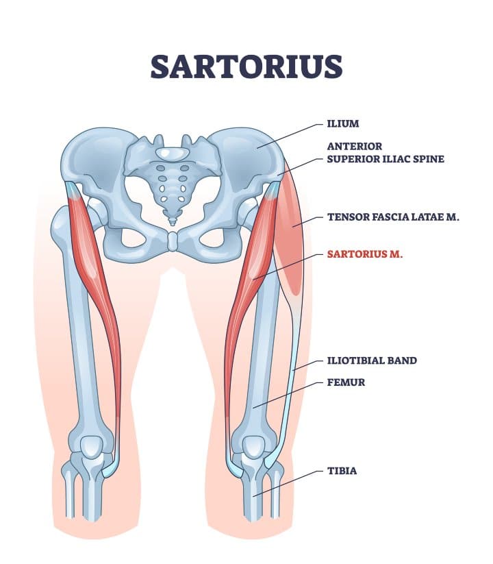 sartorius muscle